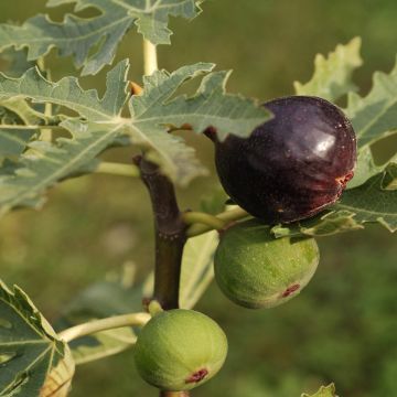 Ficus carica Ice Crystal