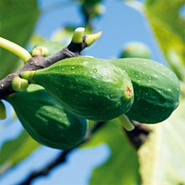 Fig Tree Longue d'Août - Ficus carica