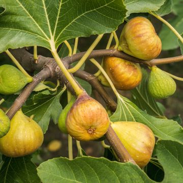 Fig Tree Madeleine des Deux Saisons - Ficus carica