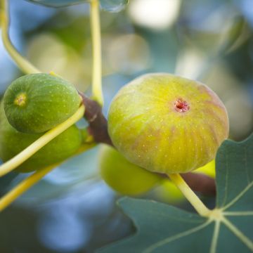 Fig Tree Marseillaise - Ficus carica