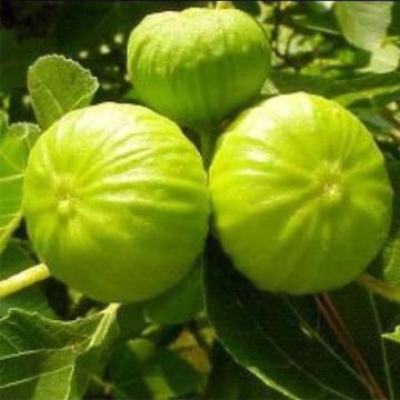 Ficus carica Nazareth