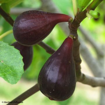 Organic Fig Tree Noire de Caromb - Ficus carica