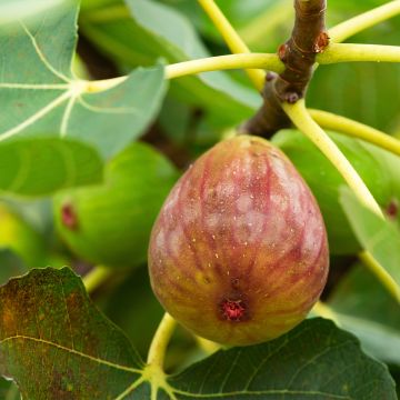 Fig Tree Terza - Ficus carica