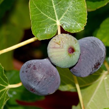 Fig Tree Violette D'argenteuil - Ficus carica