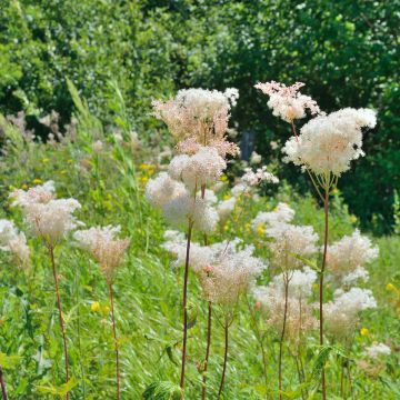 Filipendula palmata - Spirea palmata - Filipendule palmée