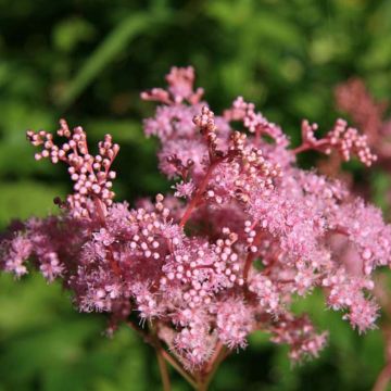 Filipendula palmata Nana - Spirea palmata - Filipendule palmée