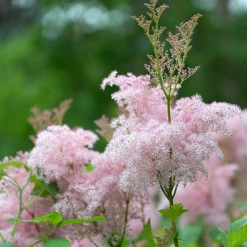 Filipendula purpurea Elegans