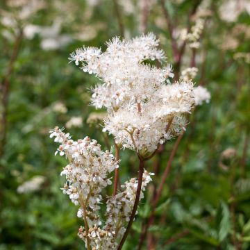 Filipendula purpurea Alba