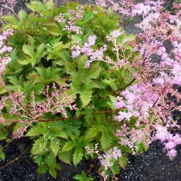 Filipendula ulmaria Rosea