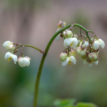 Epimedium pubigerum - Barrenwort