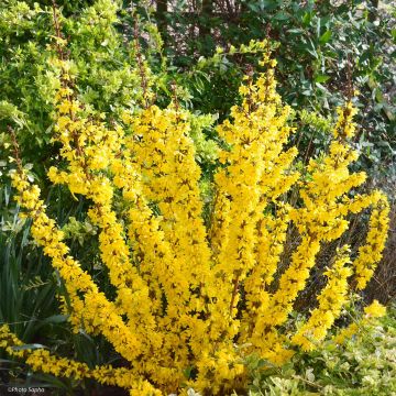 Forsythia intermedia Mikador