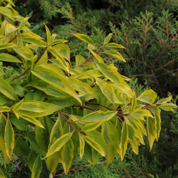 Forsythia intermedia Golden Times