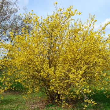 Forsythia intermedia Lyngold