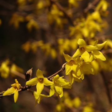 Forsythia koreana Kumsun