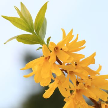 Forsythia viridissima Citrus Swizzle