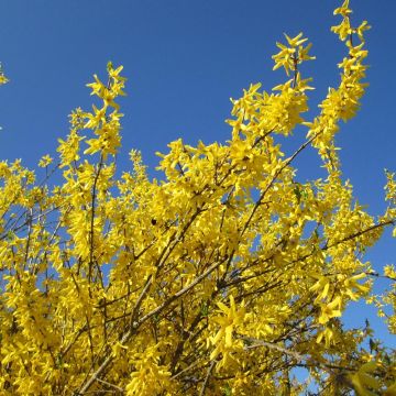 Forsythia intermedia Goldrausch