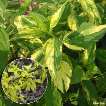 Forsythia intermedia Variegata