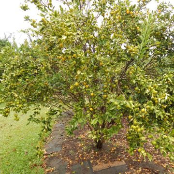 Marumi Kumquat - Fortunella japonica