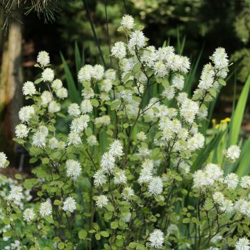 Fothergilla intermedia Blue Shadow