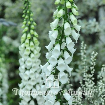 White Foxglove Seeds - Digitalis purpurea var. alba