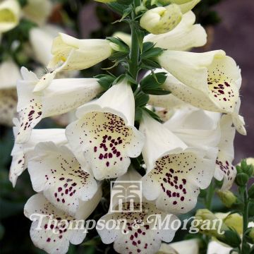 Digitalis purpurea Camelot Cream - Foxglove seeds