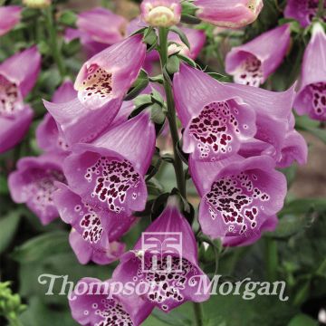 Digitalis purpurea Camelot Lavender - Foxglove seeds