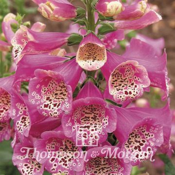 Digitalis purpurea Camelot Rose - Foxglove seeds