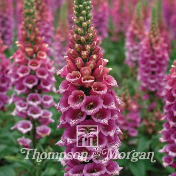 Candy Mountain Foxglove - Digitalis purpurea seeds