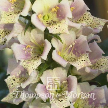 Digitalis 'Candy Mountain Peach' - Foxglove 