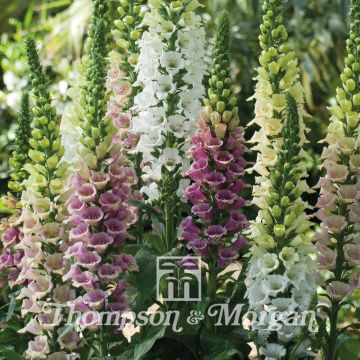 Foxglove Mountains Mixed Seeds - Digitalis purpurea