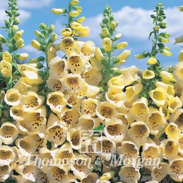 Seeds of Foxglove 'Primrose Carousel' - Digitalis