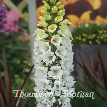 Digitalis 'Snowy Mountain' - Foxglove 