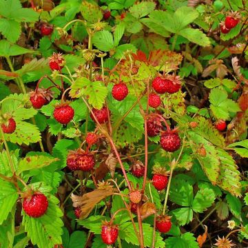 Wild strawberry - Fragaria vesca