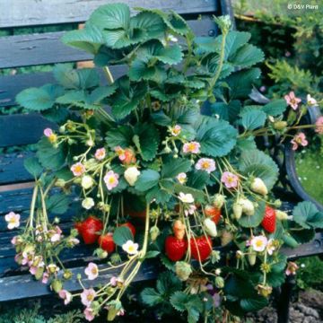 Wild Strawberry Pink Marathon (everbearing) - Fragaria x vesca