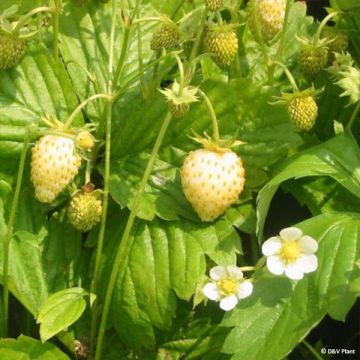 Wild Strawberry Yellow Wonder - Fragaria vesca