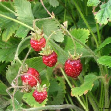Capron Strawberry - Fragaria moschata