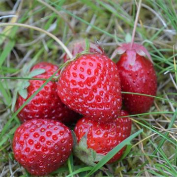 Organic Wild Strawberry Alexandria - Ferme de Sainte Marthe seeds - Fragaria vesca