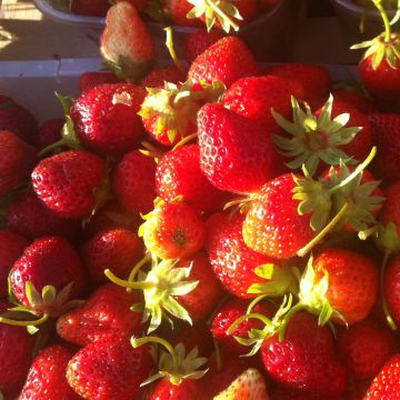 Strawberry Anaïs plants (everbearing) - Fragaria ananassa