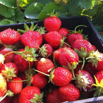 Strawberry Annabelle (everbearing) - Fragaria ananassa