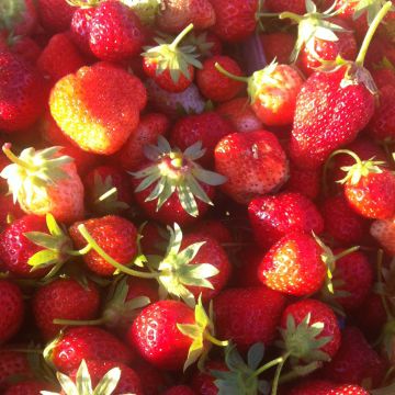 Charlotte Strawberry (everbearing) - Fragaria ananassa