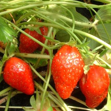 Organic Strawberry Ciflorette - Fragaria ananassa