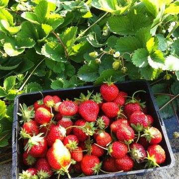 Strawberry Cirafine (everbearing) - Fragaria ananassa