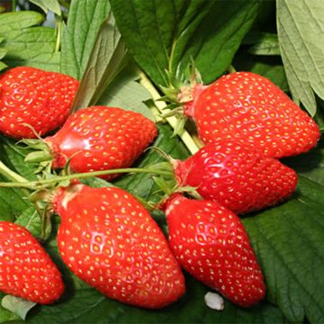 Strawberry Gariguette - Fragaria ananassa