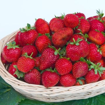 Strawberry Gorella - Fragaria
