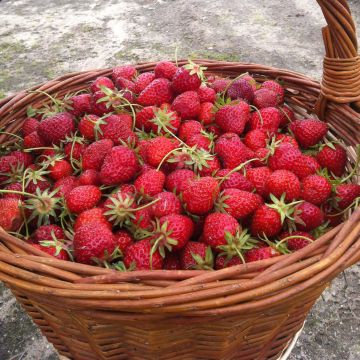 Strawberry Ostara (everbearing) - Fragaria ananassa