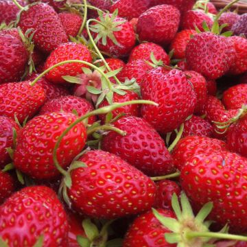 Strawberry Rabunda (everbearing) - Fragaria ananassa