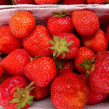 Organic Strawberry Senga Sengana - Fragaria ananassa