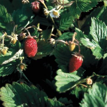 Fragaria vesca - Ferme de Sainte Marthe Seeds