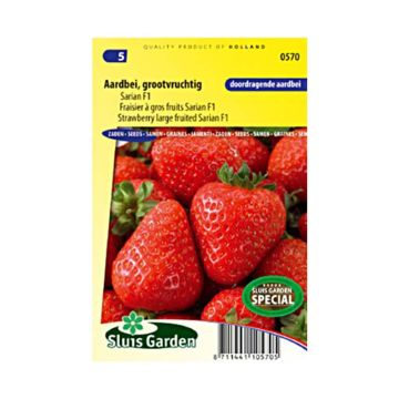 Large-fruited Strawberry Sarian F1 - Fragaria ananassa