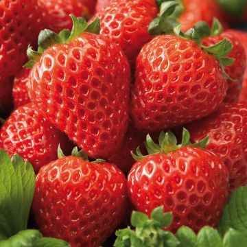 Strawberry Cupido F1 plugs - Fragaria ananassa